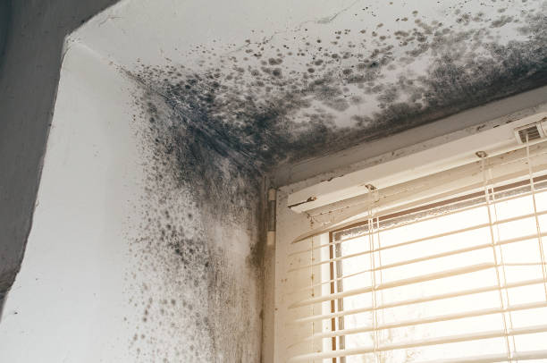 Affordable Basement Mold Remediation solutions in Montgomeryville, PA